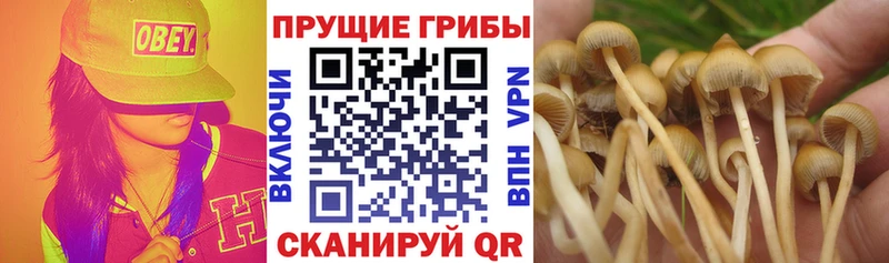 Псилоцибиновые грибы мухоморы  купить наркоту  сайты даркнета телеграм  Аша 
